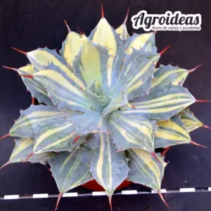 Agave parrasana "Raikou nishiki" Ejemplar