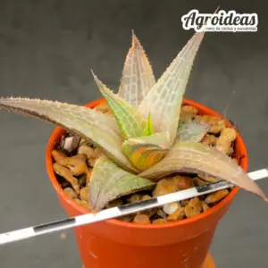 Haworthia tessellata "variegata"