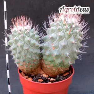 Strombocactus disciformis "Bicéfalo"