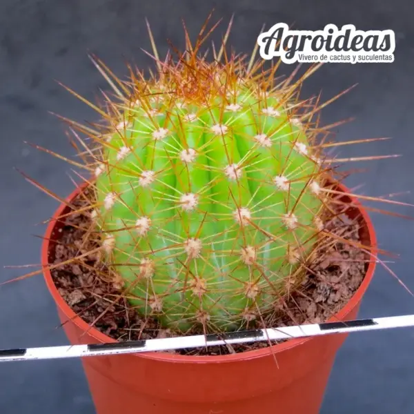 Trichocereus cv. "Apricot Glow" - Imagen 2