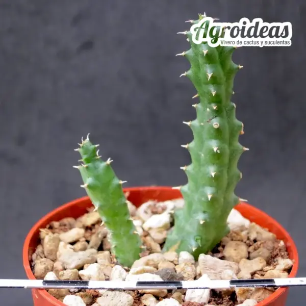Huerniopsis decipiens - Imagen 2