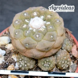 Copiapoa hypogaea «5 km N Chañaral»
