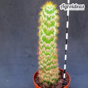 Trichocereus spachianus "monstruosus" ejemplar