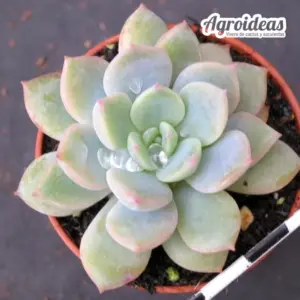 Echeveria "Red Power"