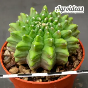 Gymnocalycium cv. "Thornless"
