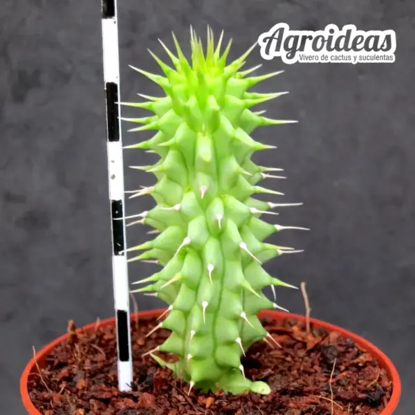 Hoodia gordonii - Imagen 2