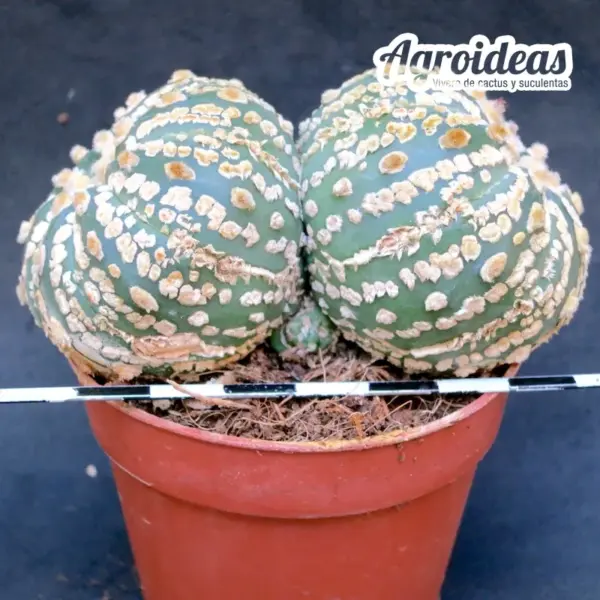 Astrophytum asterias «Selección» - Imagen 2