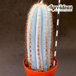 Pilosocereus magnificus