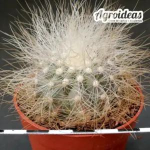 Copiapoa krainziana var. scopulina