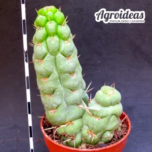 Eulychnia castanea "fr. varispiralis"