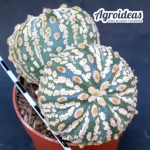 Astrophytum asterias «Selección»