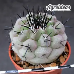 Copiapoa cinerea ssp. cinerea
