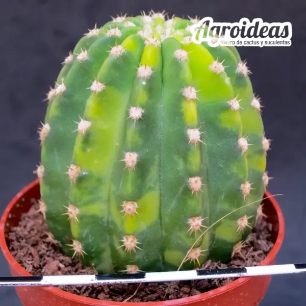 Trichocereus híbrido «Variegata»