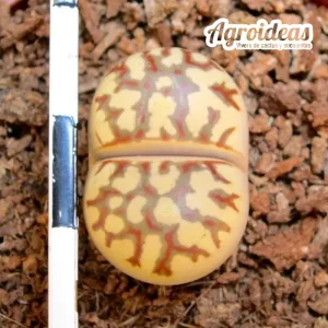 Lithops dorotheae «zorro» selección