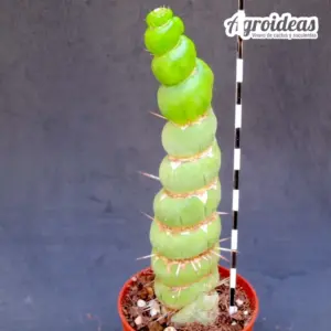 Eulychnia castanea "spiralis"