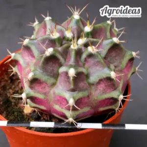 Gymnocalycium mihanowichii "T-Rex" selección ejemplar