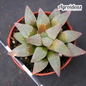 Haworthia pygmaea