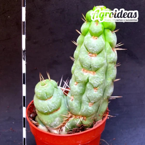Eulychnia castanea "fr. varispiralis" - Imagen 2