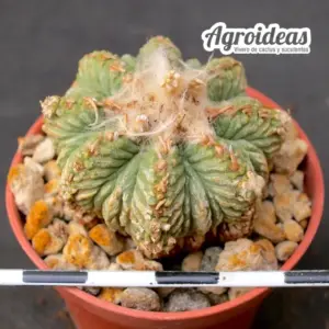 Aztekium ritterii "Selección"