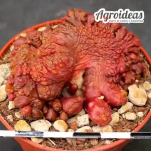 Echinopsis cv. "Chocolate"
