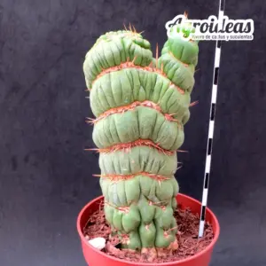 Eulychnia castanea "varispiralis & cristata"
