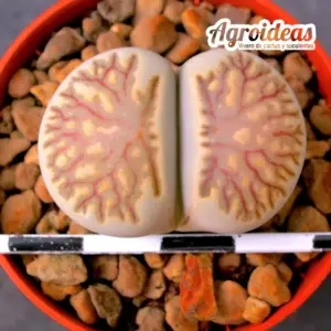 Lithops julii "Kikushogiyoku"