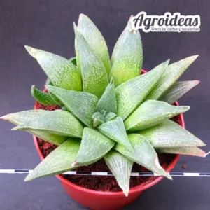Haworthia "Cocodrile Rock" Ejemplar M-11