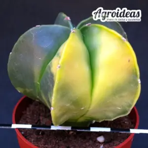 Astrophytum myriostigma var. nudum "Variegata"