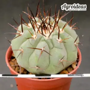 Copiapoa cinerea ssp. columna alba