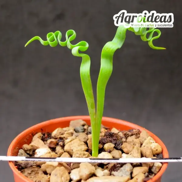 Trachyandra tortilis - Imagen 2