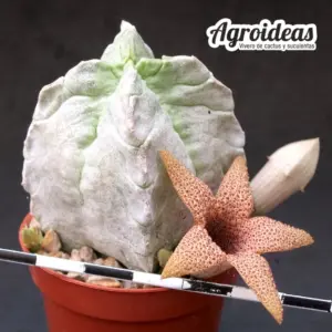 White-sloanea crassa