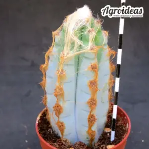 Pilosocereus glaucescens