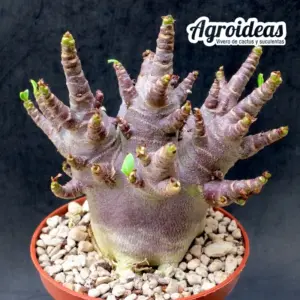 Adenium socotranum "Black Skin"