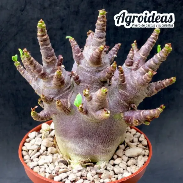 Adenium socotranum "Black Skin"