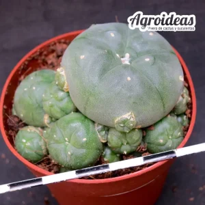 Lophophora williamsii "fr. caespitosa"