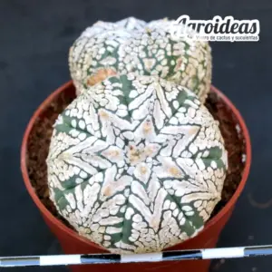 Astrophytum superkabuto V-type «Selección»