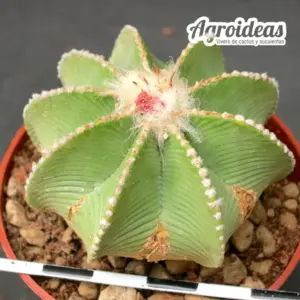 Aztekium hintonii "Fr. Galeana" Gran Ejemplar