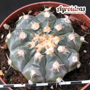 Gymnocalycium prochazkianum "Ejemplar" MØ-11cm