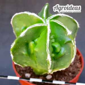 Astrophytum var. nudum "Haku-jo & fukuryu"