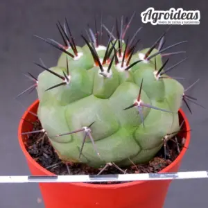 Copiapoa cinerea ssp. cinerea
