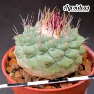 Strombocactus pulcherrimus
