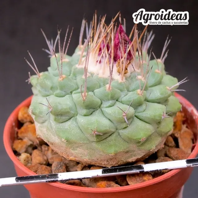 Strombocactus pulcherrimus