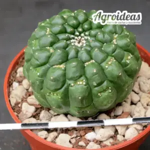 Euphorbia gymnocalycioides