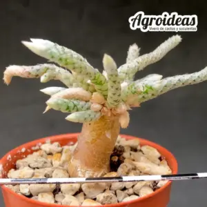 Avonia dinterii