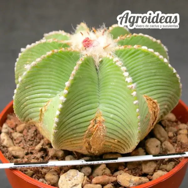 Aztekium hintonii "Fr. Galeana" Gran Ejemplar - Imagen 2