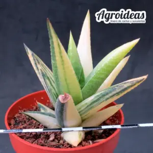 Haworthia glabrata "variegata"