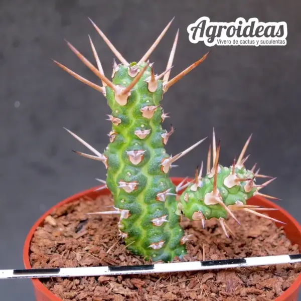 Euphorbia ellenbeckii - Imagen 2