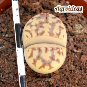 Lithops dorotheae «zorro» selección