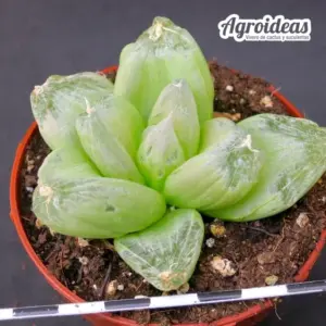 Bulbine mesembryanthemoides "Ejemplar"