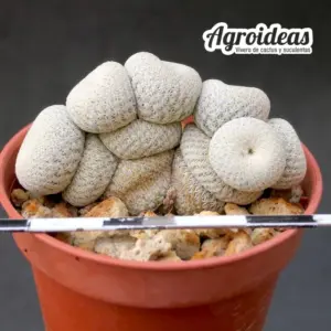 Epithelantha bookei "Selección"